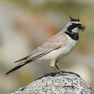 Horned Lark